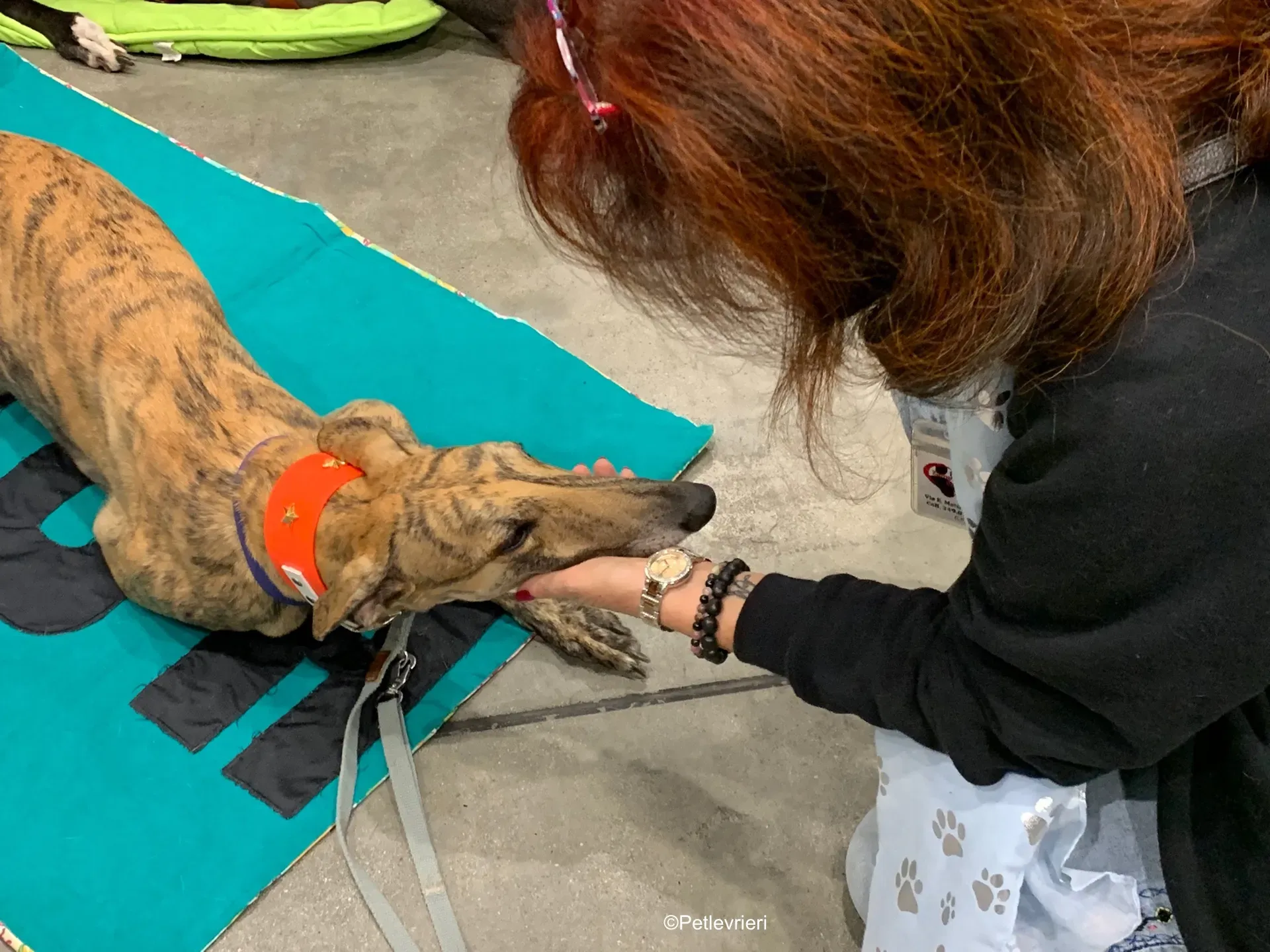 Pet Levrieri PetsInTheCity 16