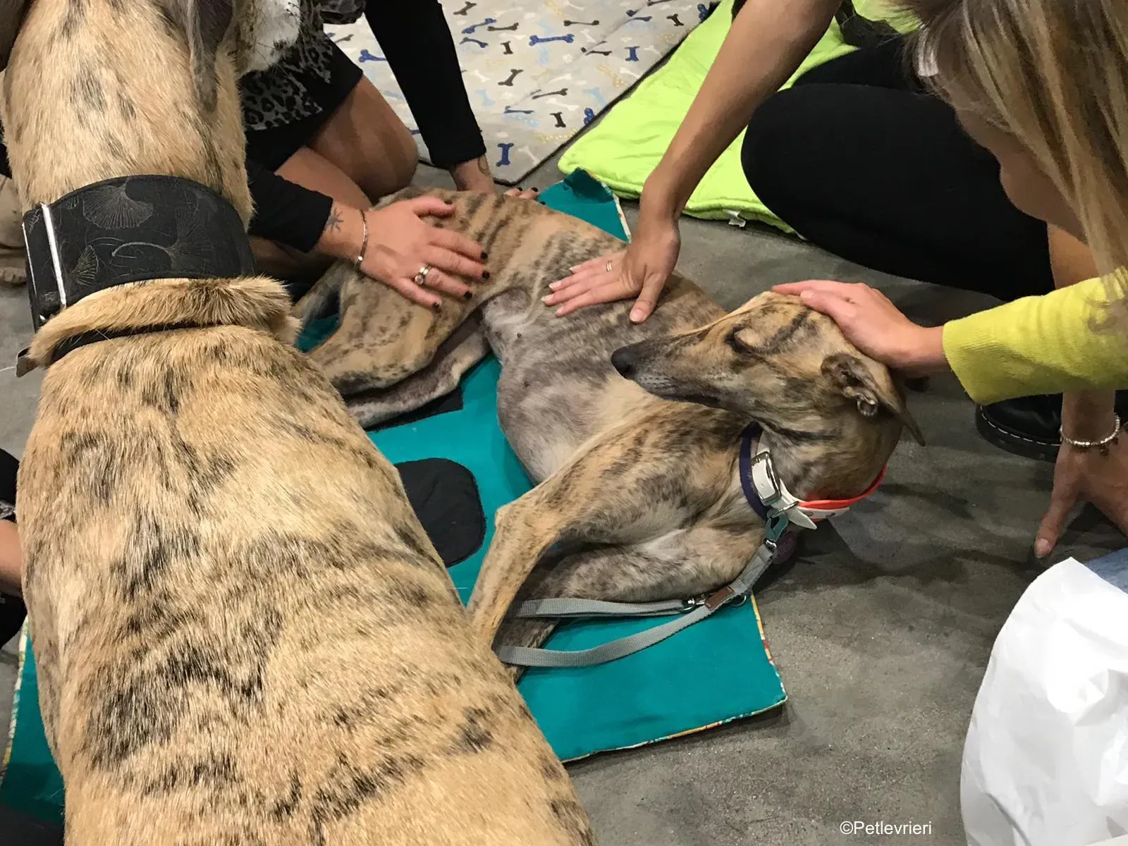 Pet Levrieri PetsInTheCity 17