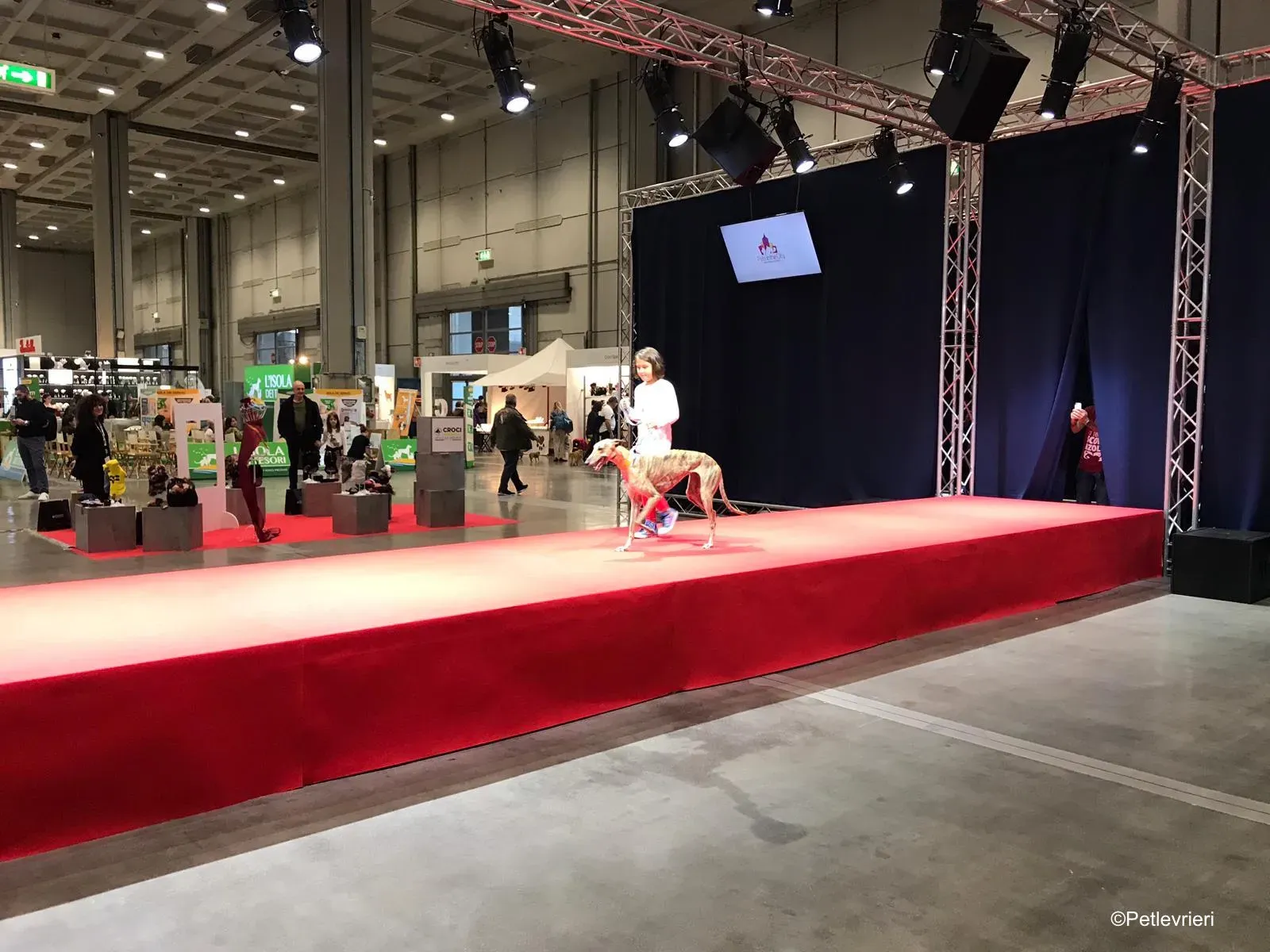 Pet Levrieri PetsInTheCity 18