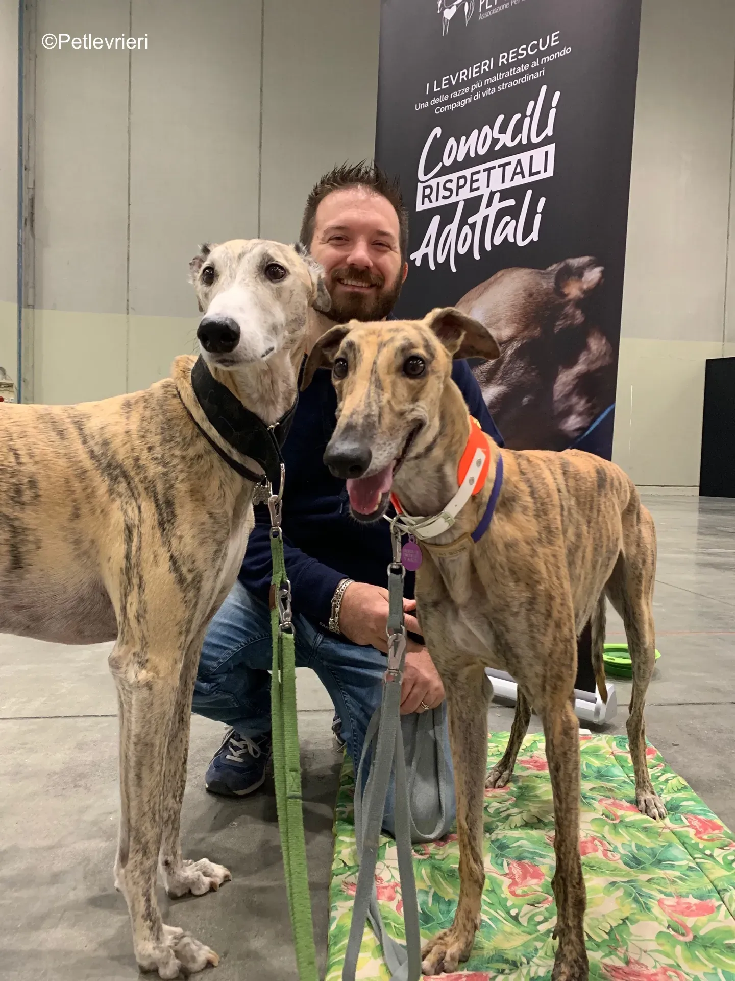 Pet Levrieri PetsInTheCity 19