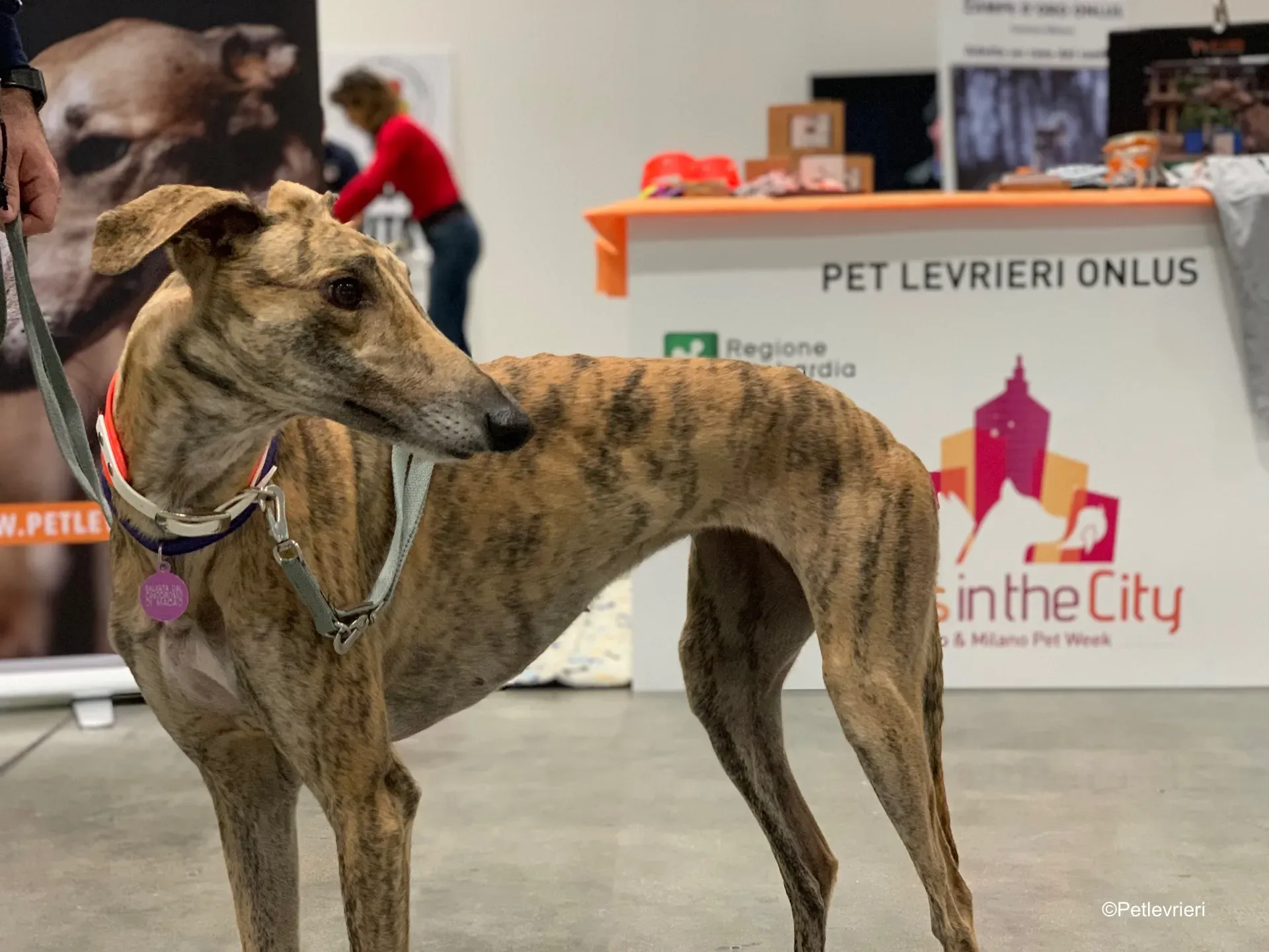 Pet Levrieri PetsInTheCity 2