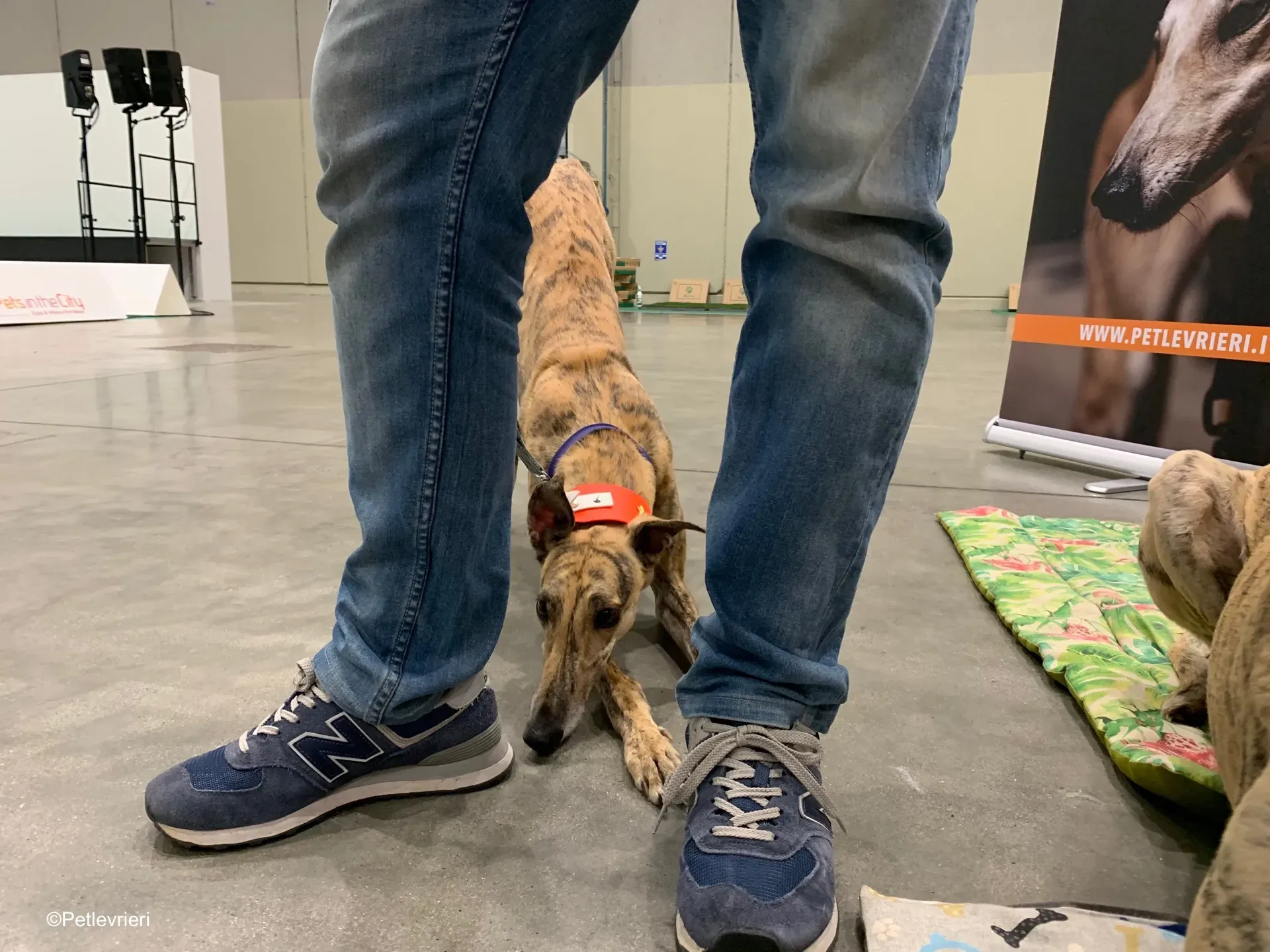 Pet Levrieri PetsInTheCity 20