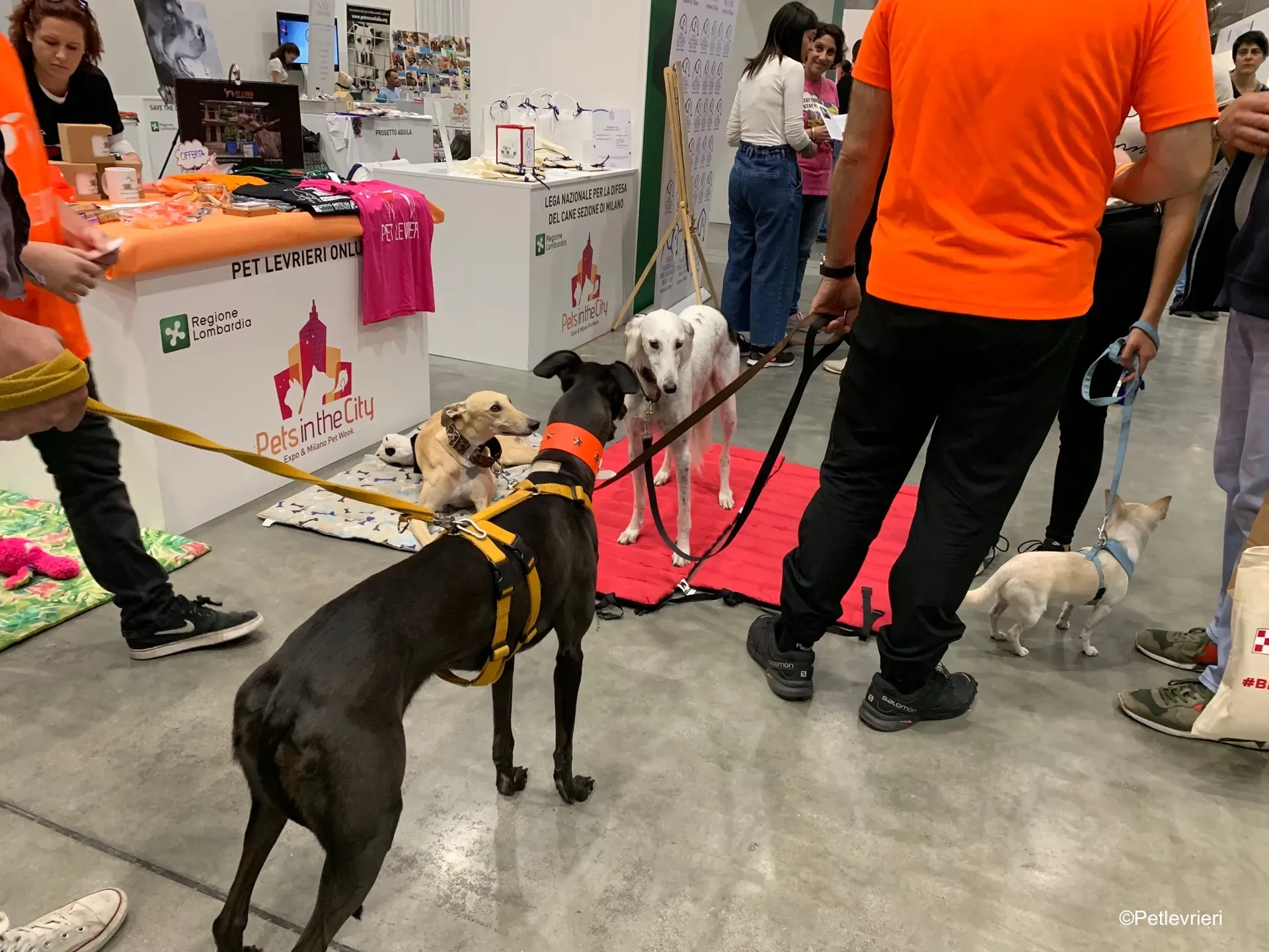 Pet Levrieri PetsInTheCity 21