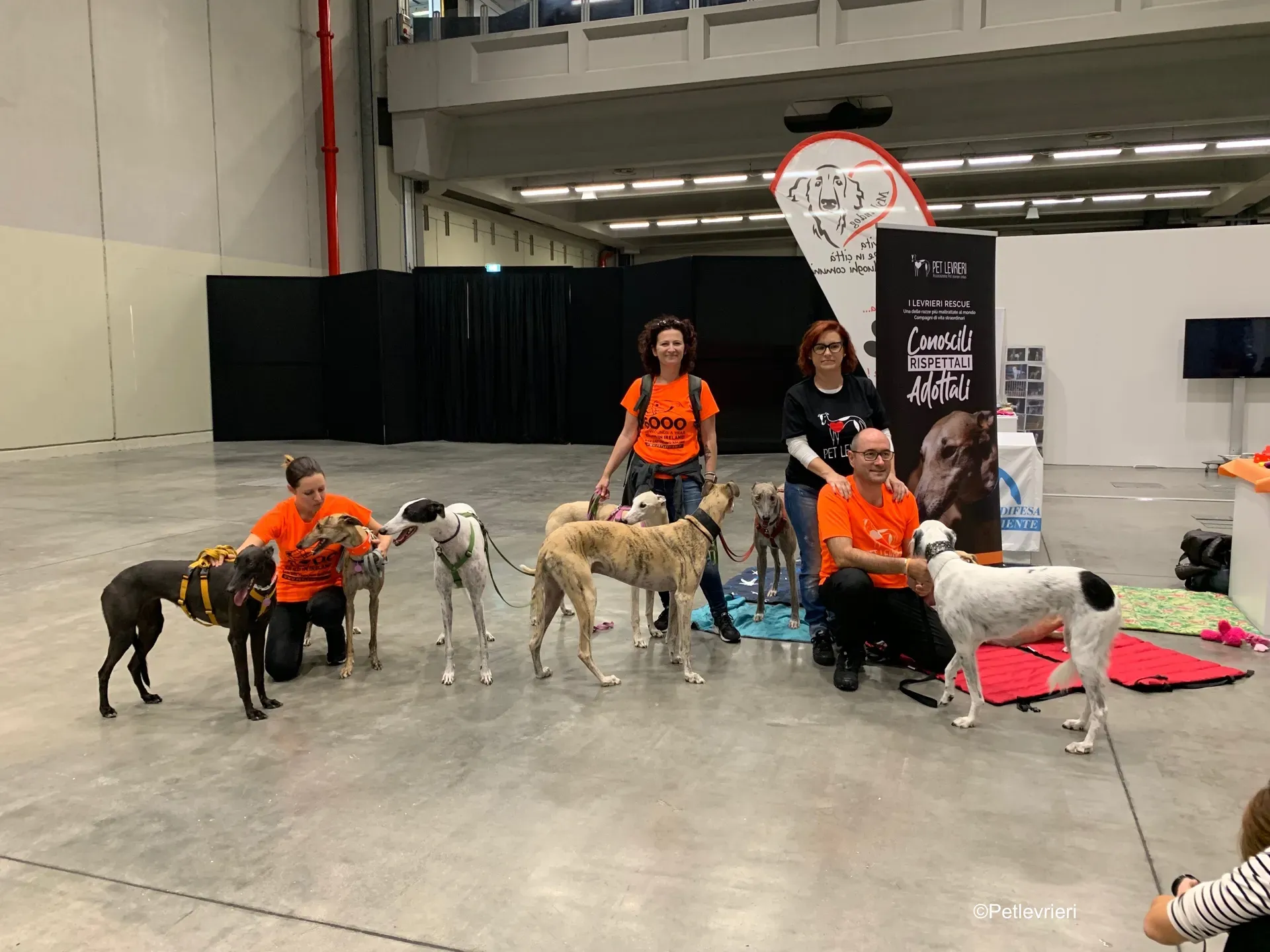 Pet Levrieri PetsInTheCity 22