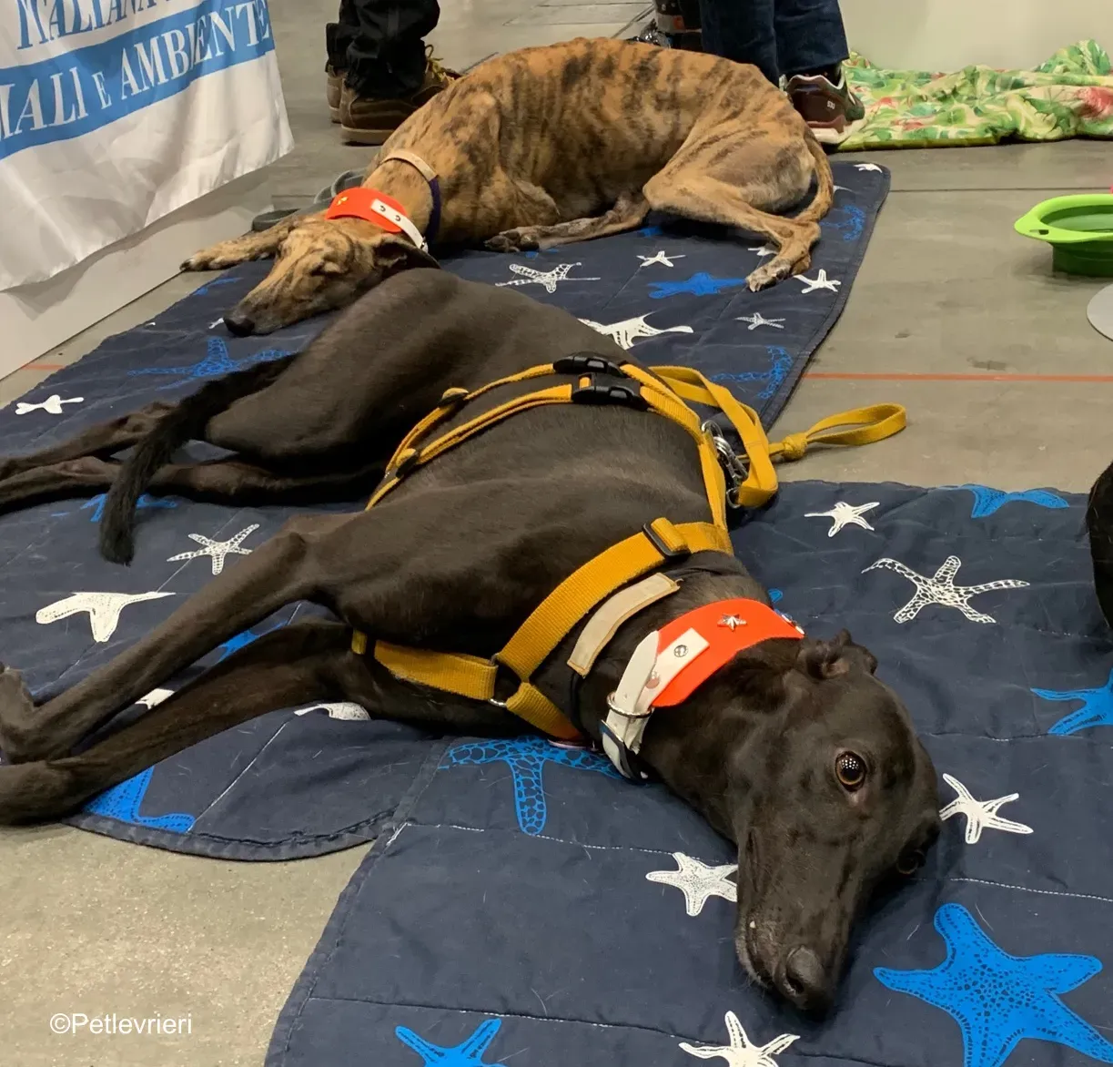 Pet Levrieri PetsInTheCity 24