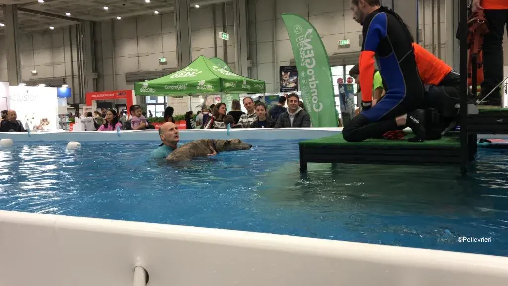 Pet Levrieri PetsInTheCity 25