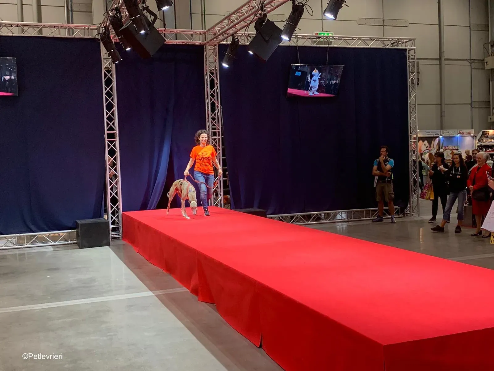 Pet Levrieri PetsInTheCity 28