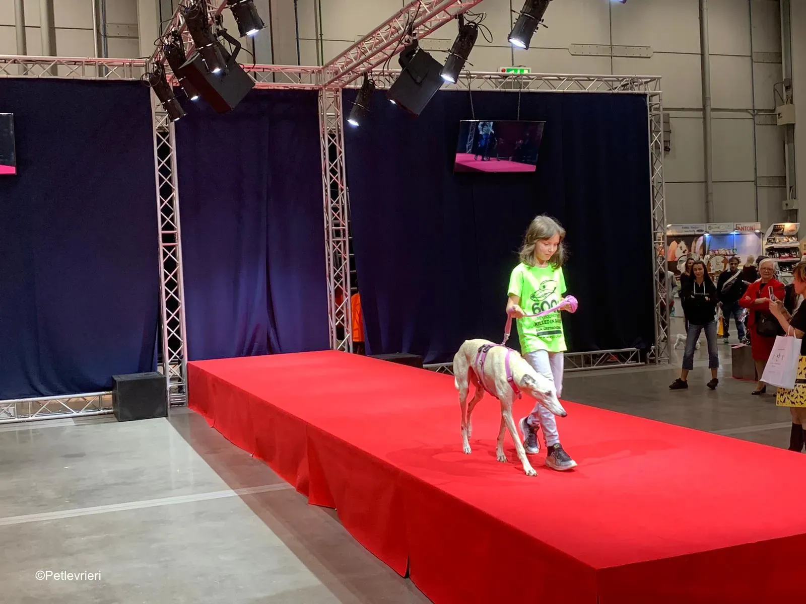 Pet Levrieri PetsInTheCity 30