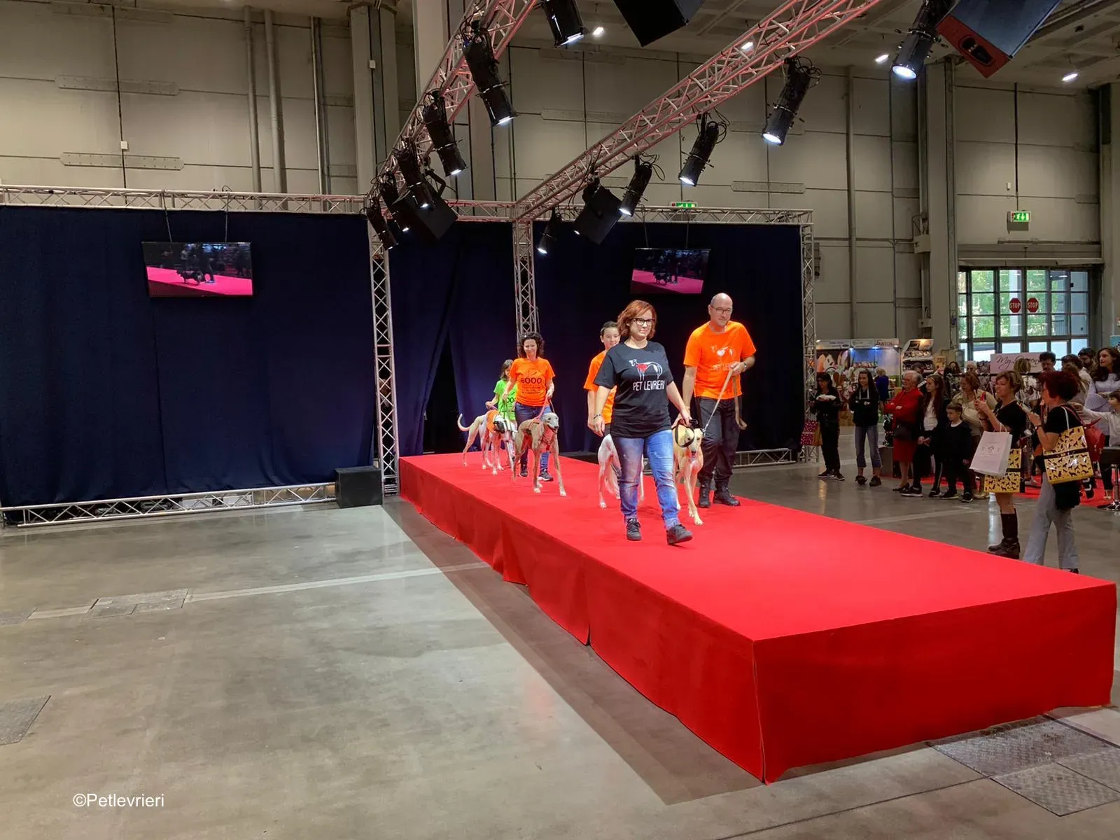 Pet Levrieri PetsInTheCity 31