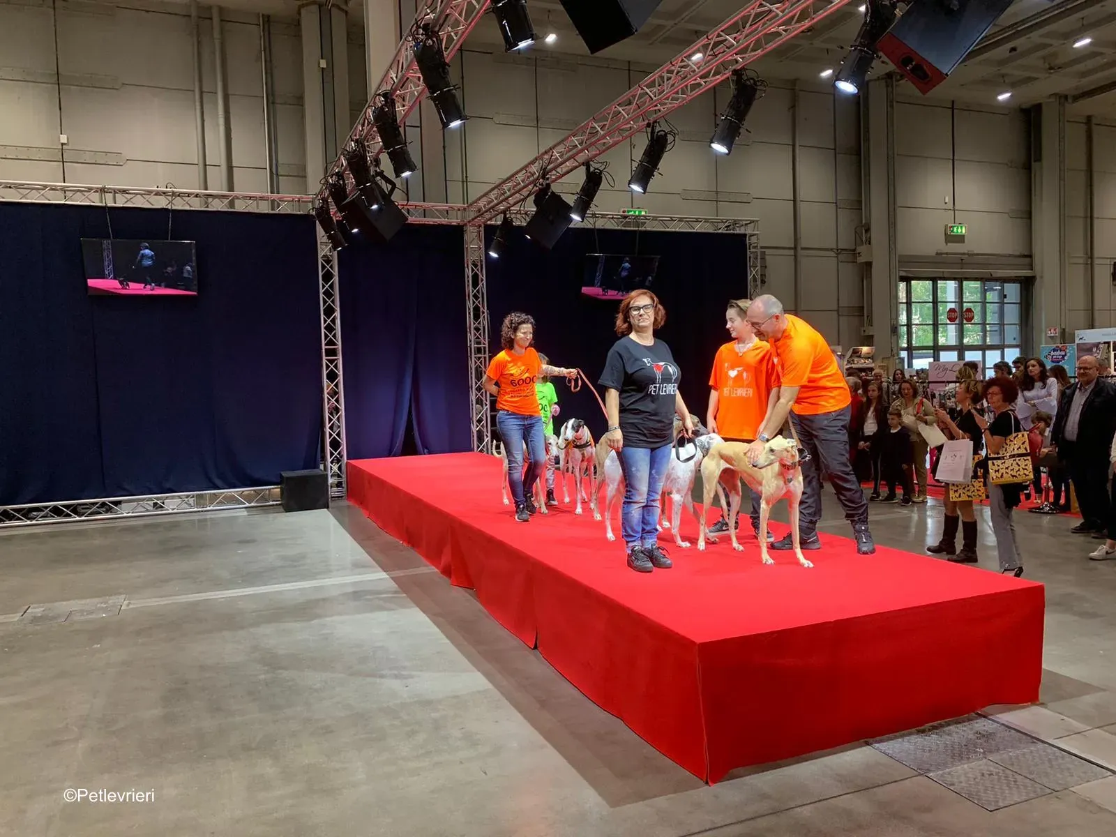 Pet Levrieri PetsInTheCity 32