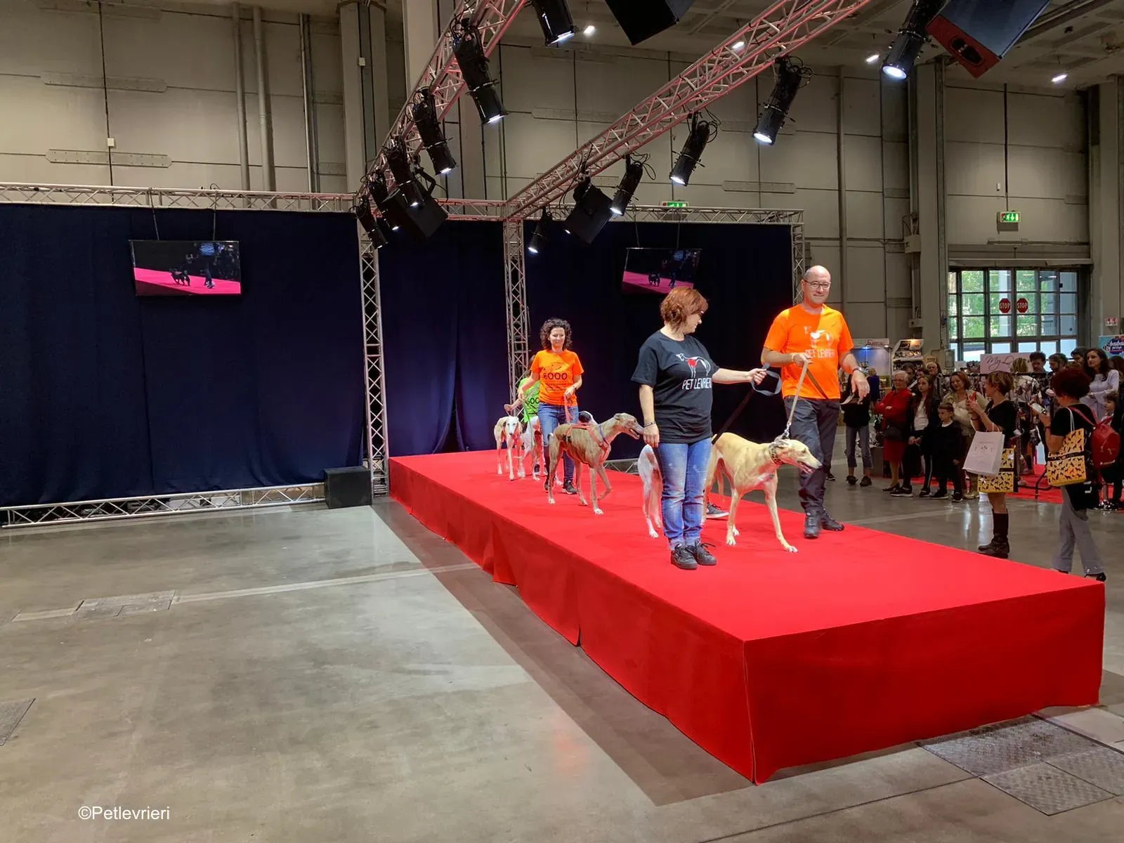 Pet Levrieri PetsInTheCity 33