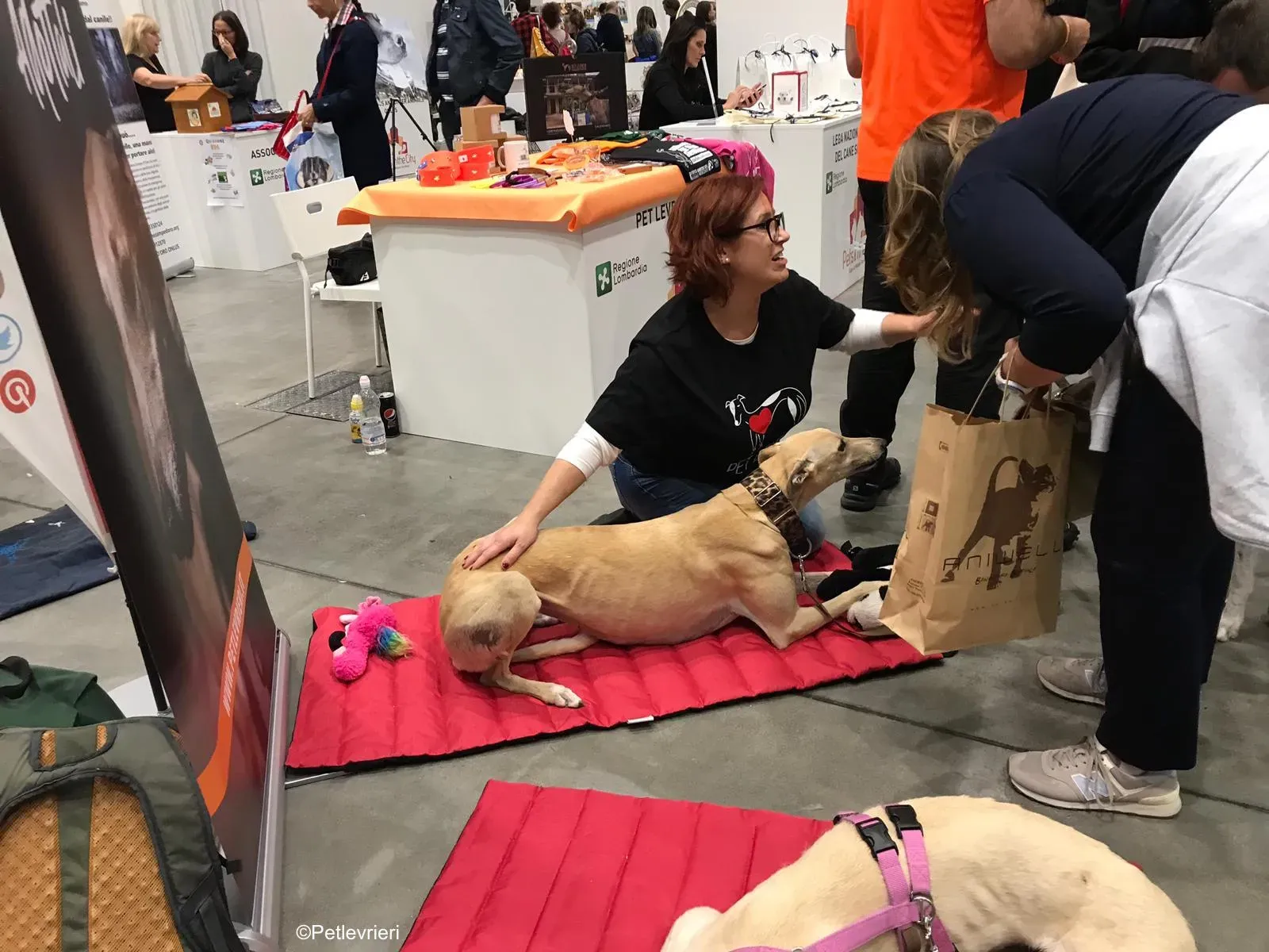 Pet Levrieri PetsInTheCity 36