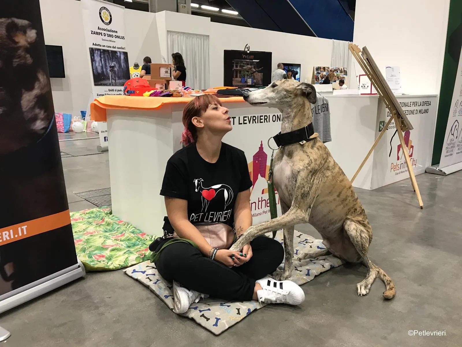 Pet Levrieri PetsInTheCity 5