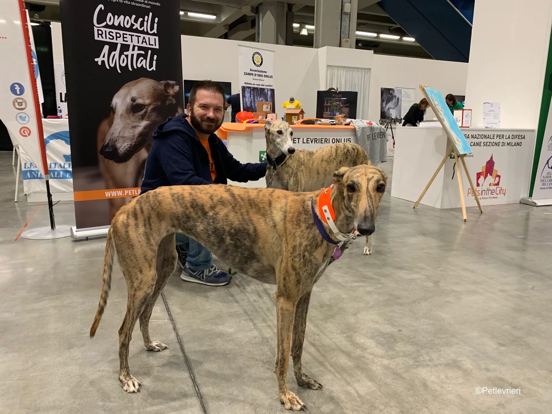 Pet Levrieri PetsInTheCity 6