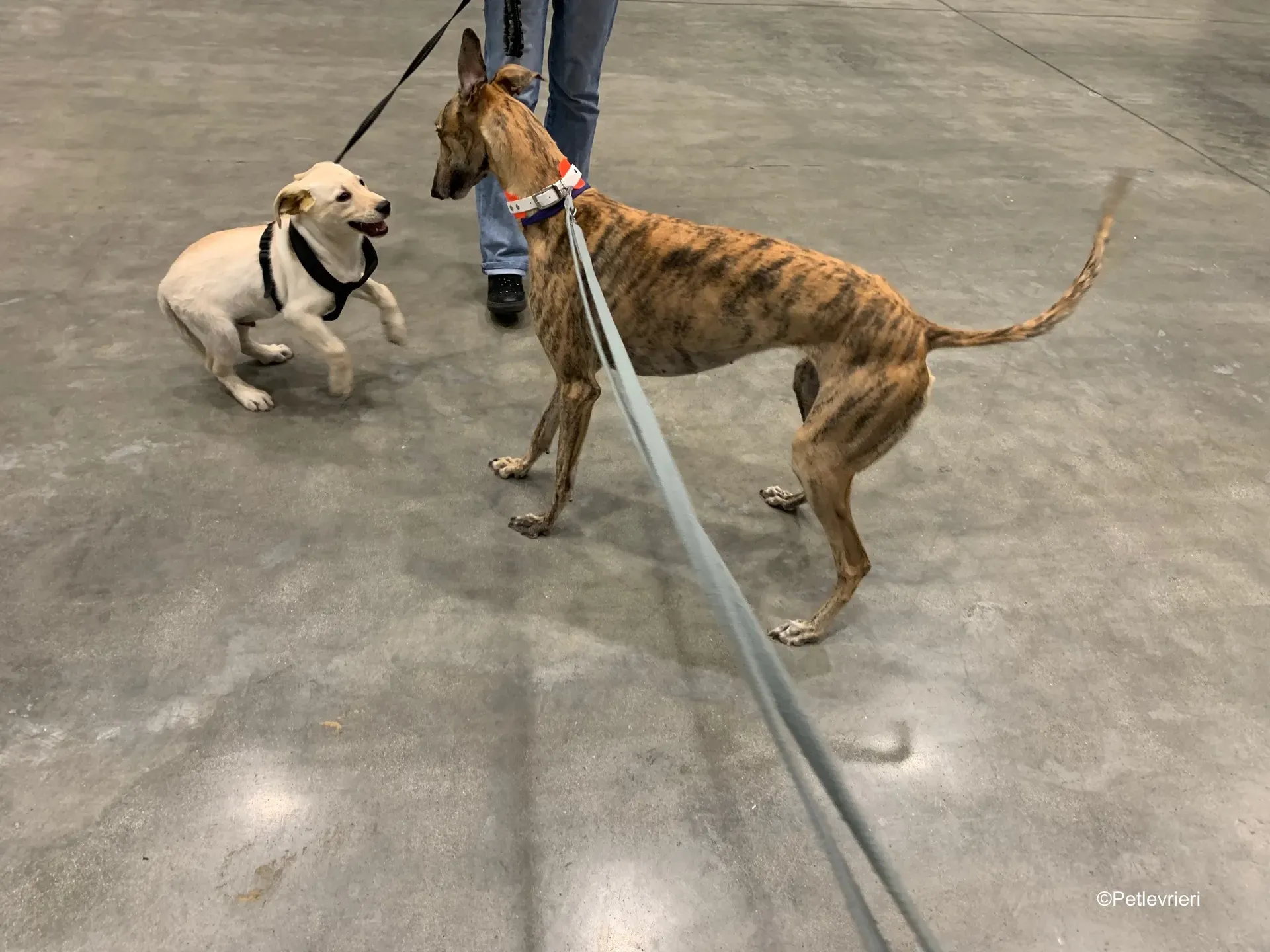 Pet Levrieri PetsInTheCity 7