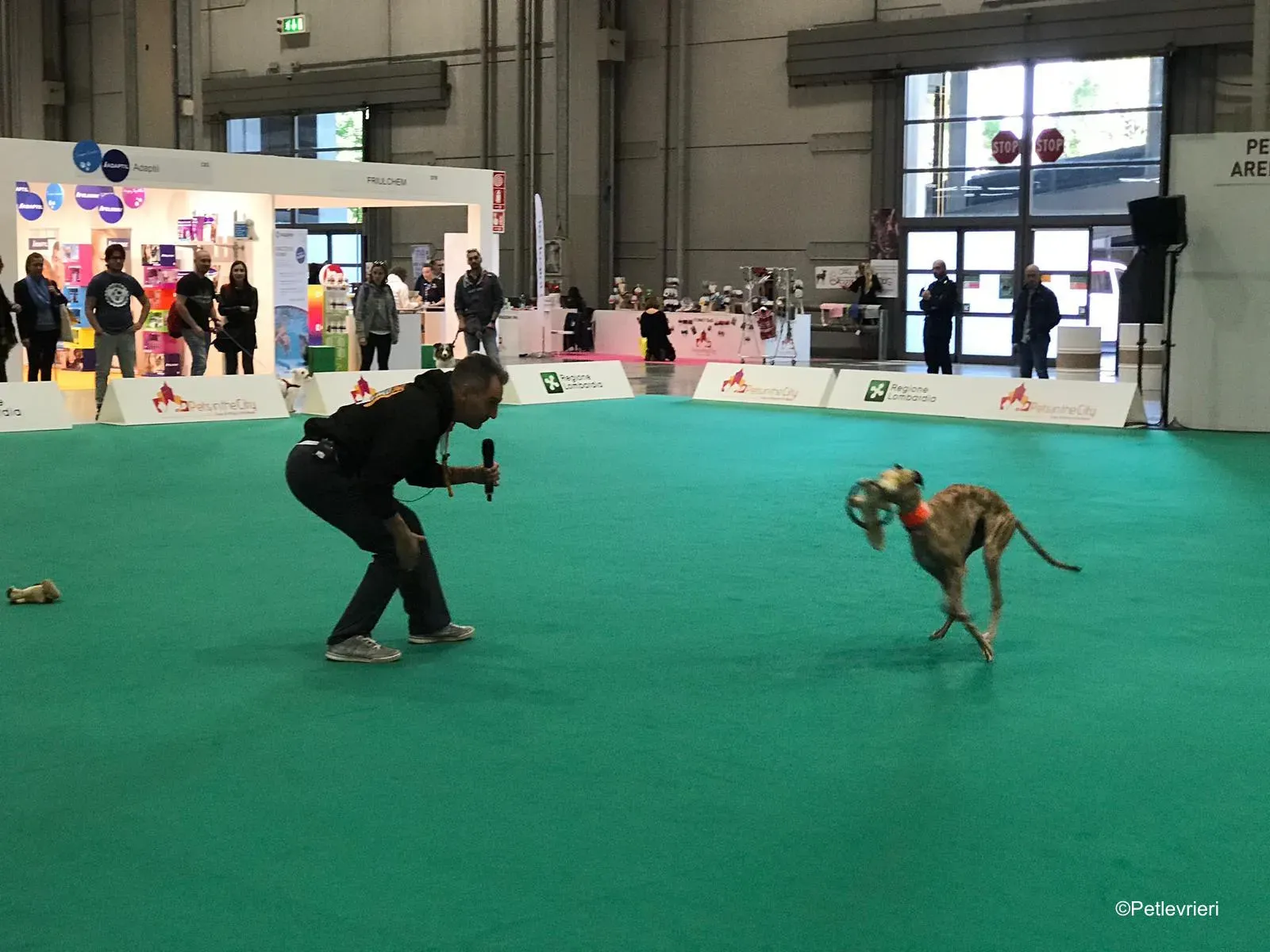 Pet Levrieri PetsInTheCity 8