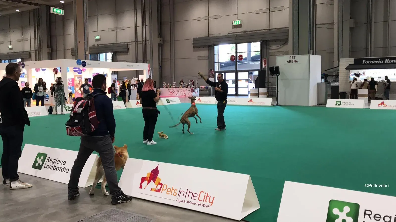 Pet Levrieri PetsInTheCity 9