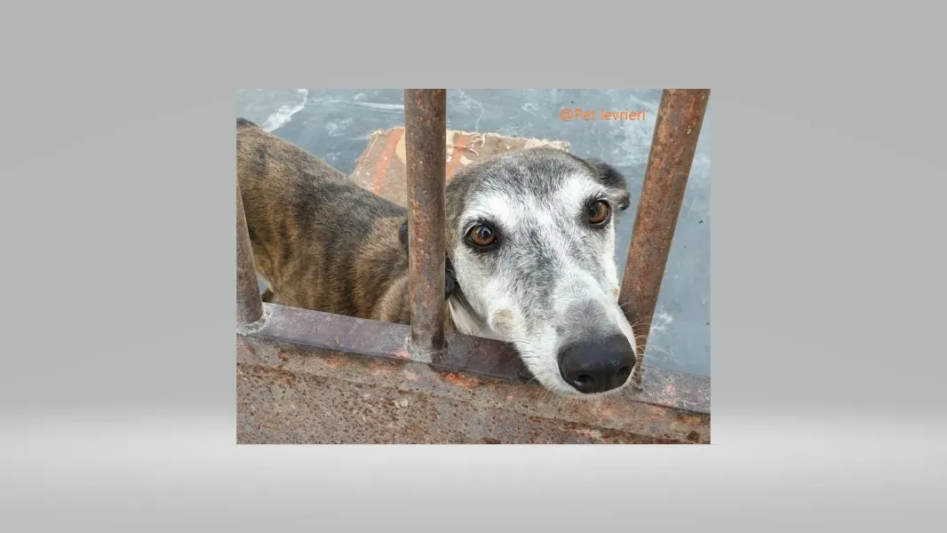 Pet levrieri adozione galgo Cali 01 1