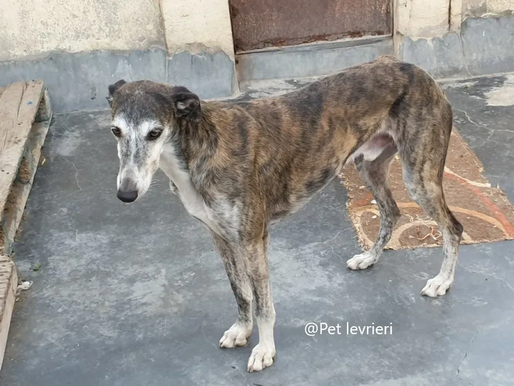 Pet levrieri adozione galgo Cali 02 jpg 1