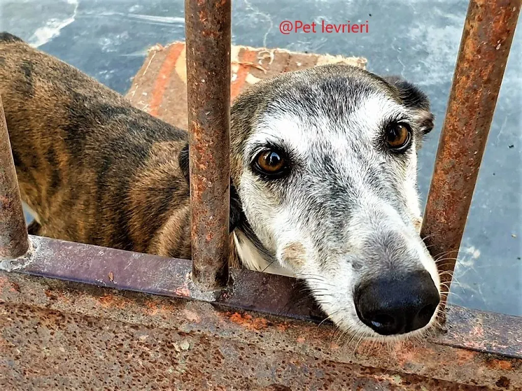 Pet levrieri adozione galgo Cali 04 1