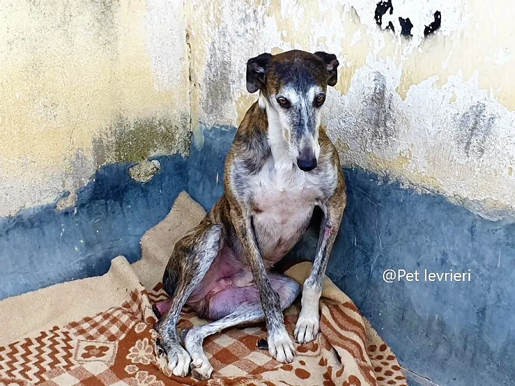Pet levrieri adozione galgo Cali 05 jpg 2