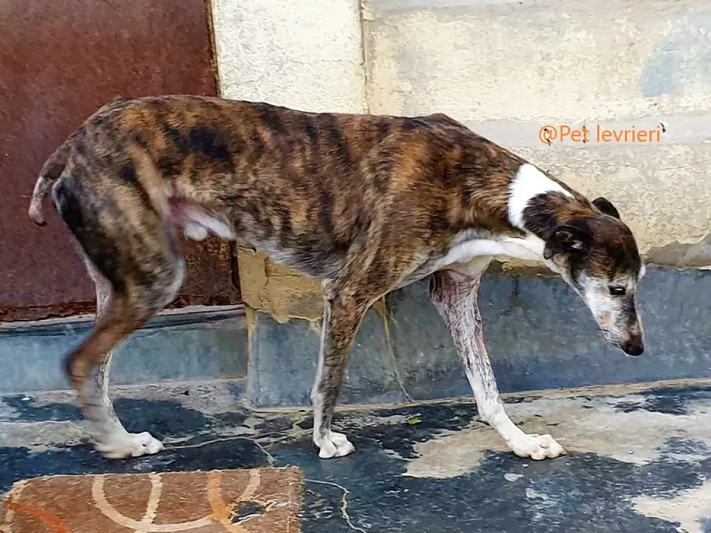 Pet levrieri adozione galgo Cali 06