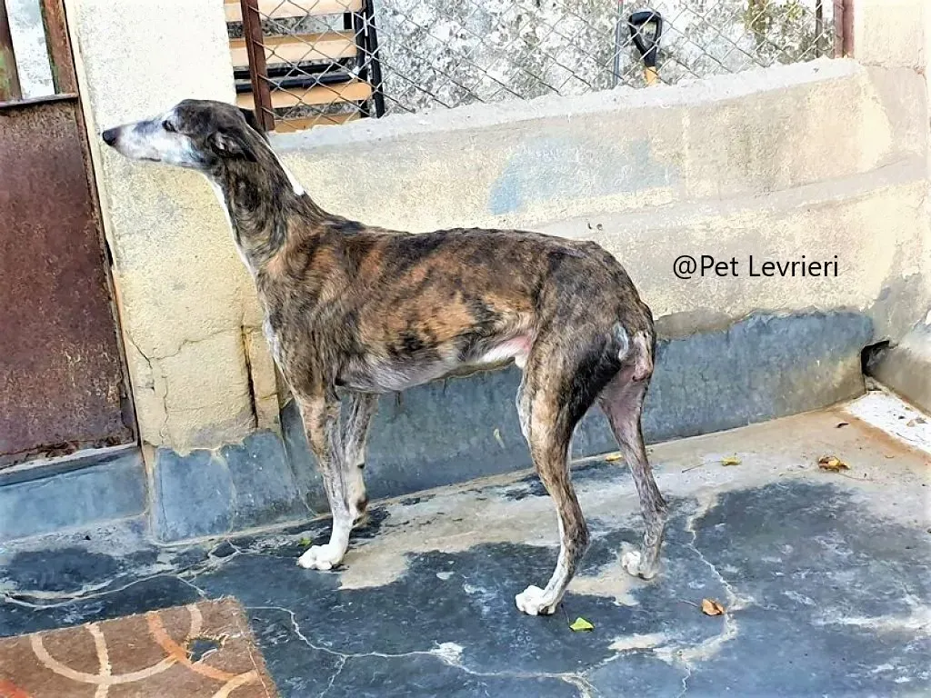 Pet levrieri adozione galgo Cali 07 2