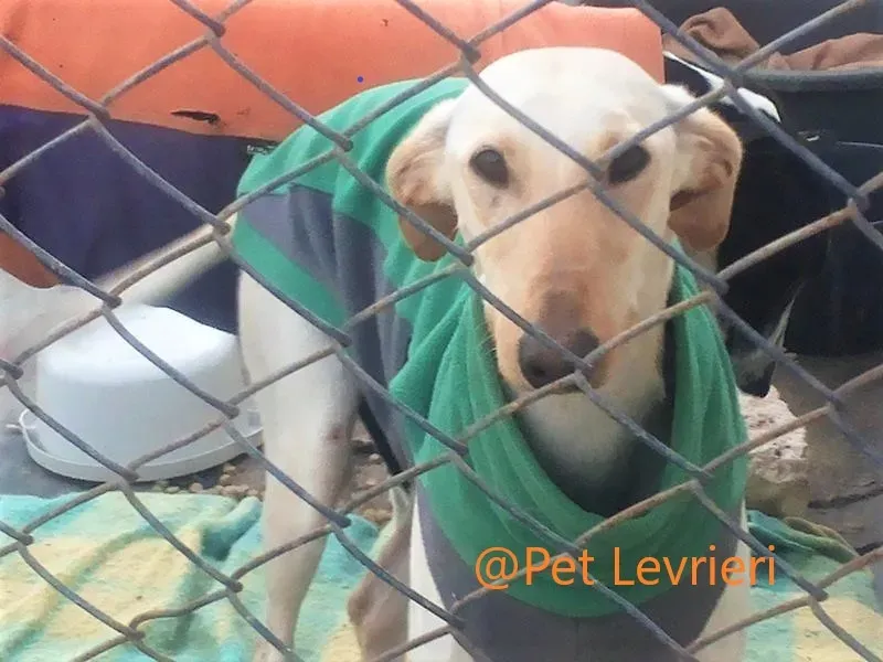 Pet levrieri adozione galgo Irma 06