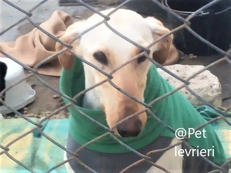 Pet levrieri adozione galgo Irma 07