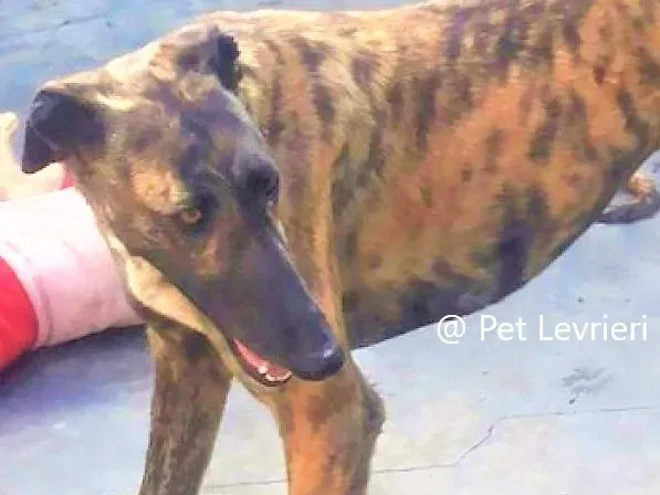 Pet levrieri adozione galgo Suerte 03