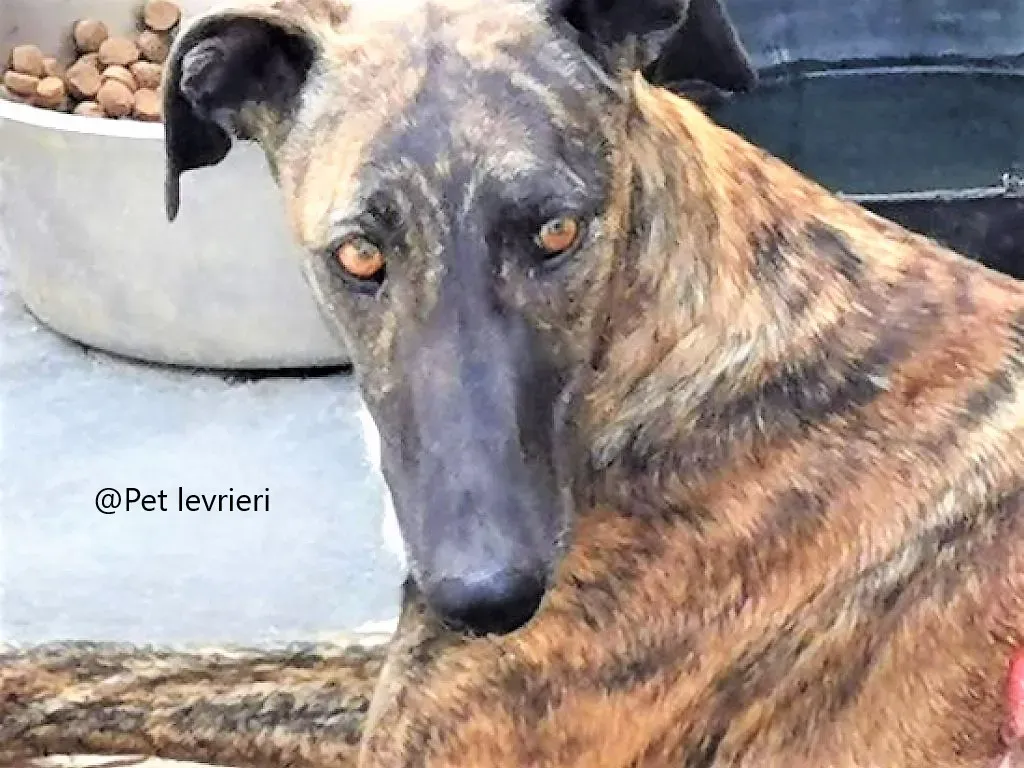 Pet levrieri adozione galgo Suerte 07