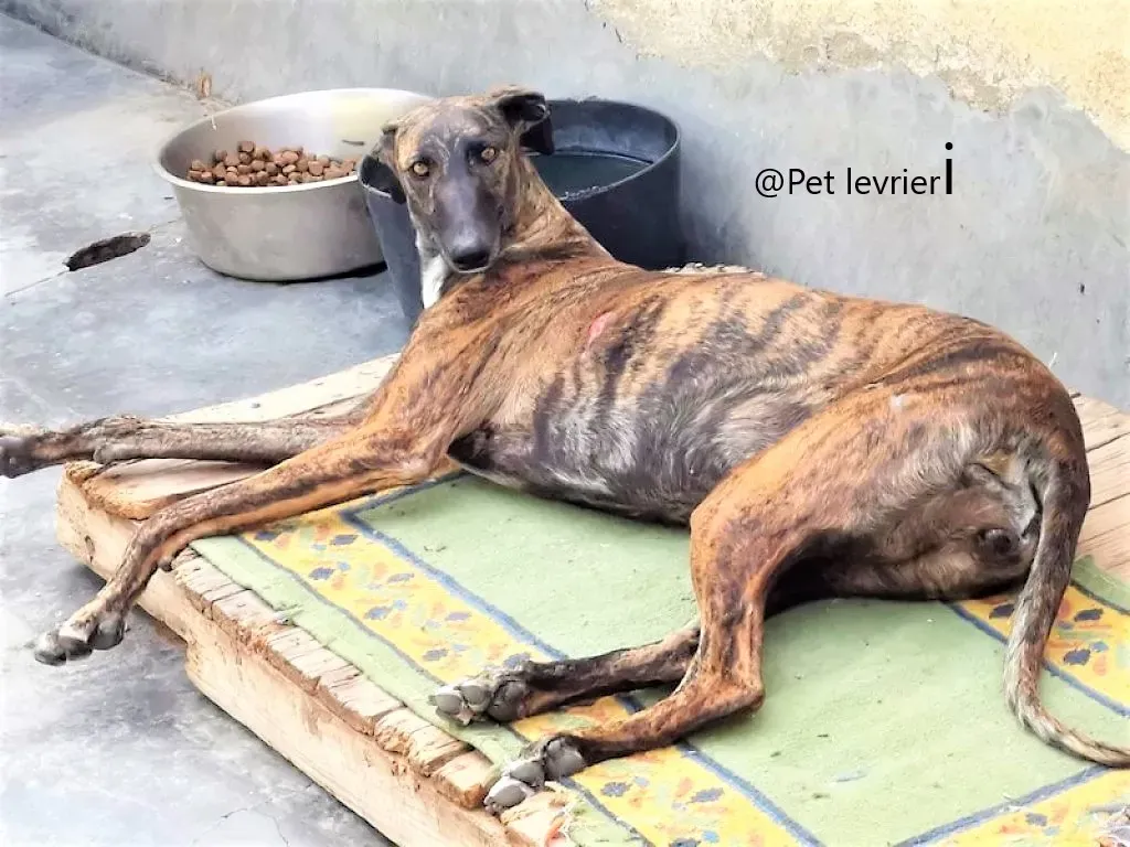 Pet levrieri adozione galgo Suerte 08