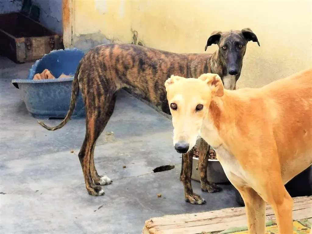 Pet levrieri adozione galgo Suerte 09