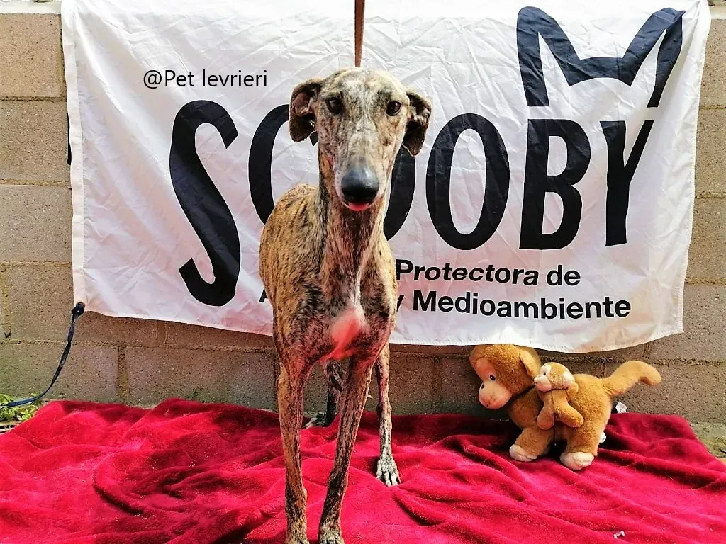 Pet levrieri adozione galgo chip 3011 1