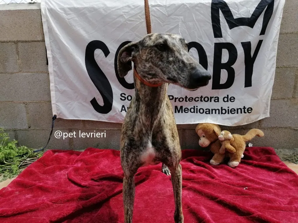 Pet levrieri adozione galgo galga chip 3011 1