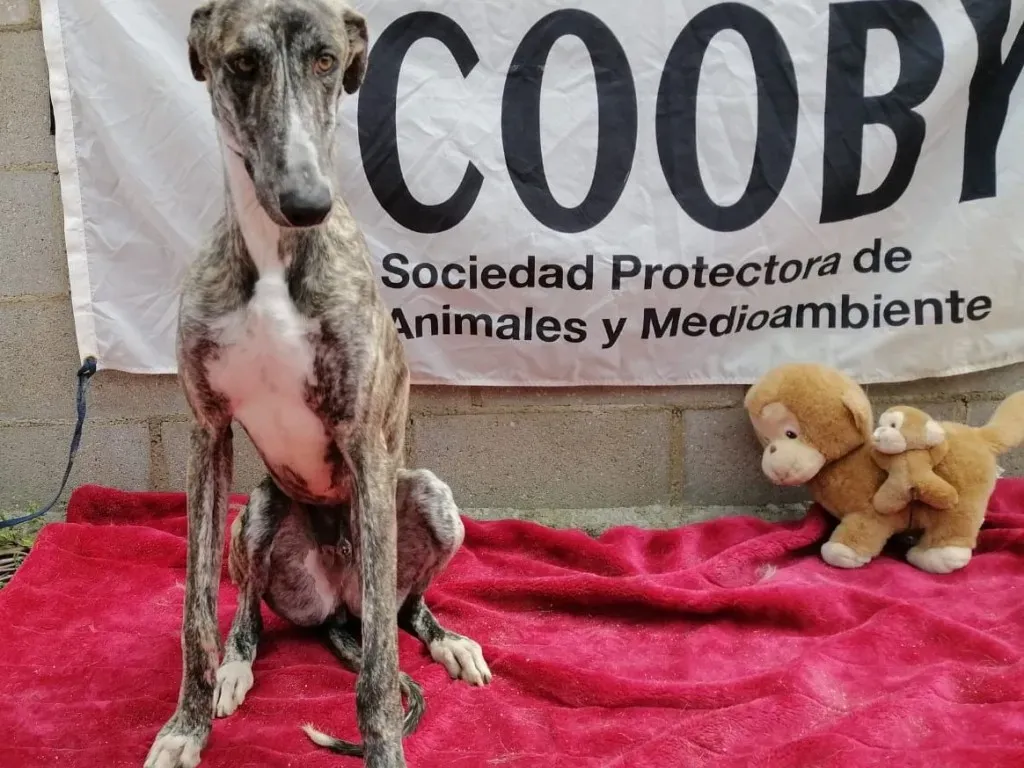 Pet levrieri adozione galgo galga chip 7777 01