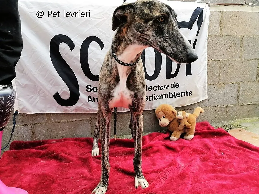 Pet levrieri adozione galgo galga chip 7777 02