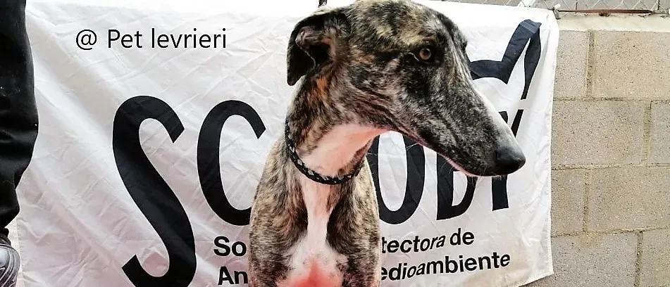 Pet levrieri adozione galgo galga chip 7777 03