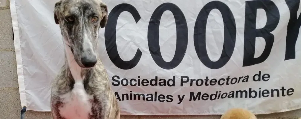 Pet levrieri adozione galgo galga chip 7777 04