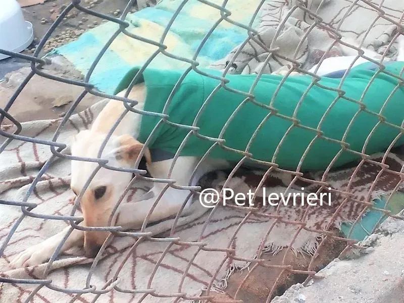 Pet levrieri adozione galgo galgo Irma 05 1