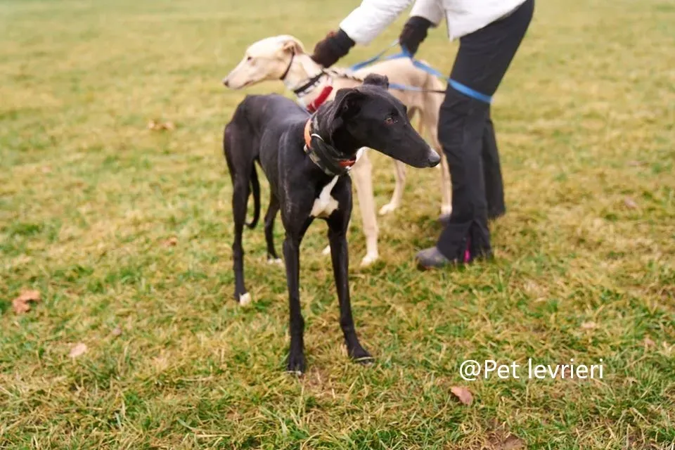 Pet levrieri adozione levrieri galgo Lluvia 08