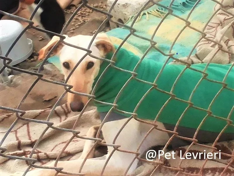 Pet levrieri adozioni galgo Irma 01