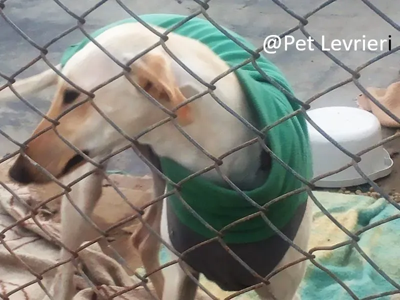 Pet levrieri adozioni galgo Irma 012