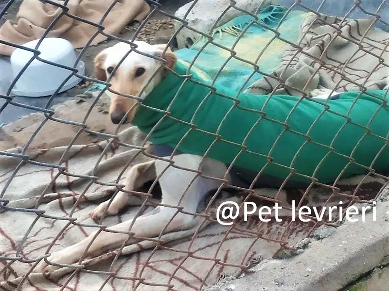 Pet levrieri adozioni galgo Irma 03jpg