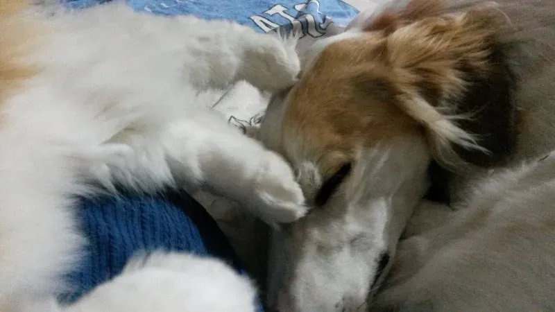 Pet levrieri augura Un buon Natale