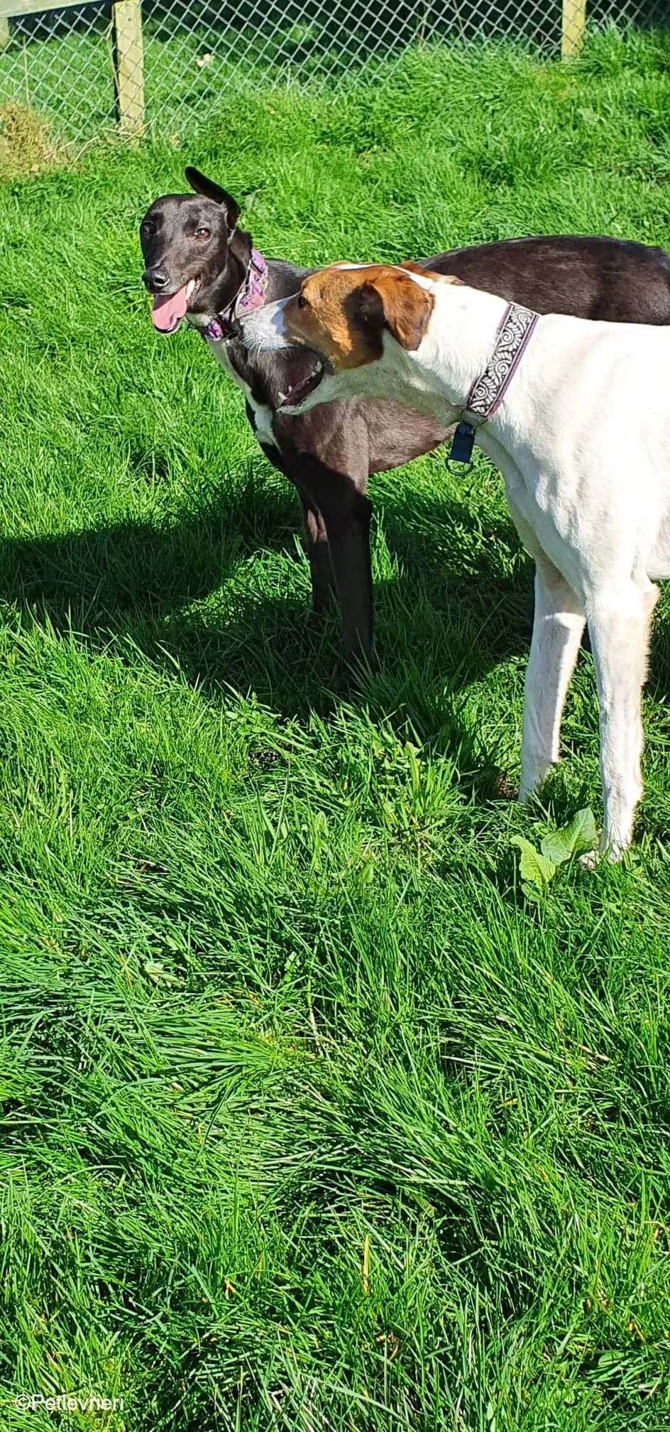 PetitFilou adozione levrieri greyhound 1