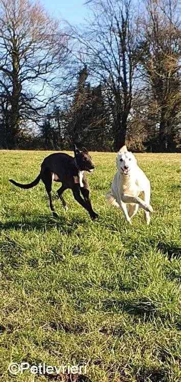 PetitFilou adozione levrieri greyhound 2
