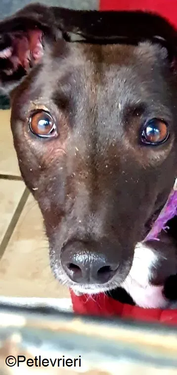 PetitFilou adozione levrieri greyhound 3