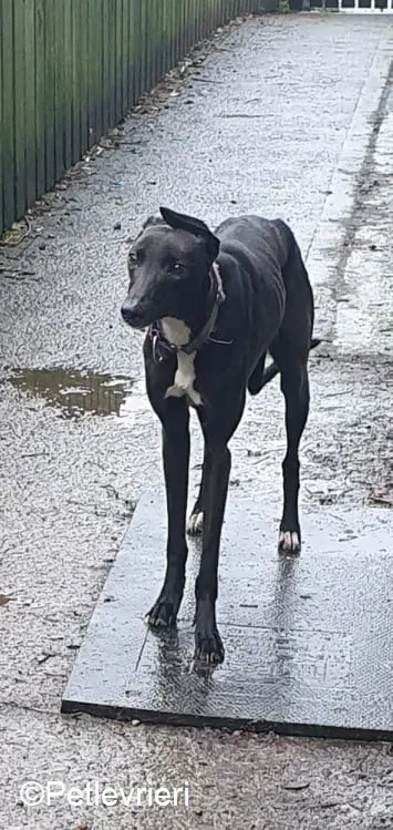 PetitFilou adozione levrieri greyhound 4