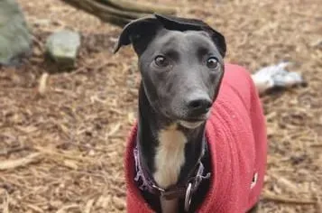 PetitFilou adozione levrieri greyhound 5 e1616486260302